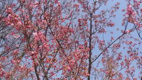 平野神社の自然