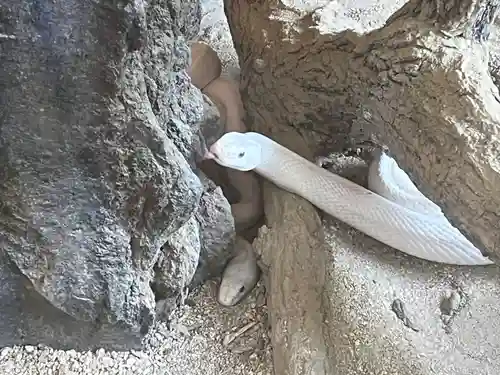 赤水蛇石神社(熊本県)