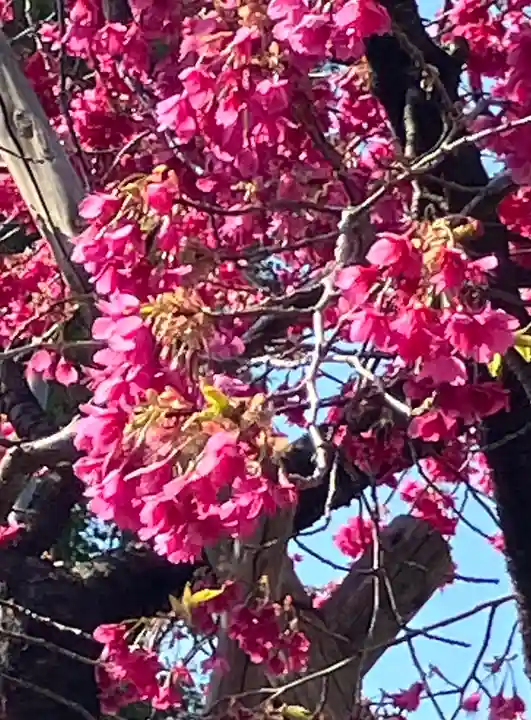 亀戸天神社(東京都)