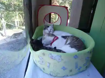 御誕生寺（猫寺）(福井県)