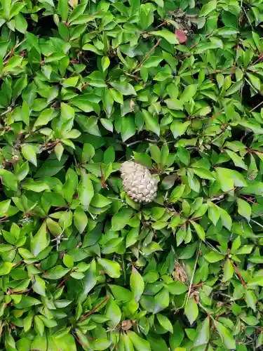 丸山弁財天神社の自然