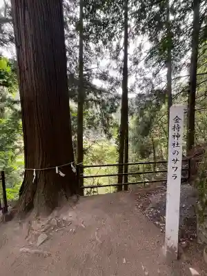 金持神社の{uncategorized: "未分類", other: "その他", undefined: "問題あり", building: "その他建物", grave: "お墓", sacred_gate: "鳥居", guardian: "狛犬", statue: "像", buddha: "仏像", history: "歴史", nature: "自然", garden: "庭園", animal: "動物", pagoda: "塔", temizu: "手水舎", mountain_gate: "山門・神門", sanctuary: "本殿・本堂", subordinate: "末社・摂社", art: "芸術", scenery: "景色", jizo: "地蔵", ema: "絵馬", goshuin: "御朱印", omikuji: "おみくじ", items: "授与品その他", amulet: "お守り", goshuincho: "御朱印帳", eats: "食事", festival: "お祭り", votive_dance: "神楽", shichigosan: "七五三参", wedding: "結婚式", experience: "体験その他", initially: "初詣", around: "周辺", anti_infection: "感染症対策"}