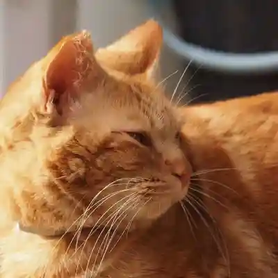 天王山 安楽寺(福井県)