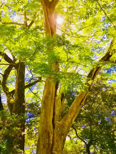 神崎神社の自然