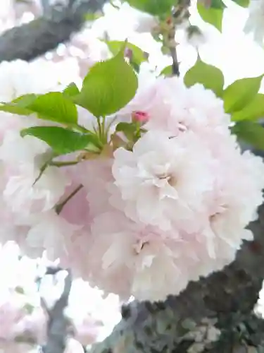 國鉾神社の自然