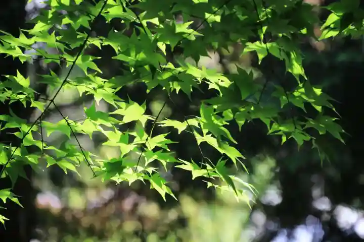滑川神社 - 仕事と子どもの守り神の自然
