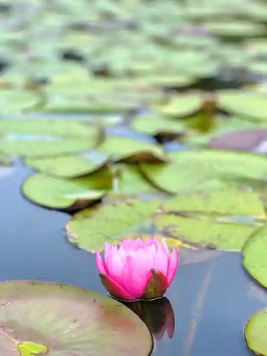 倶梨迦羅神社(長野県)