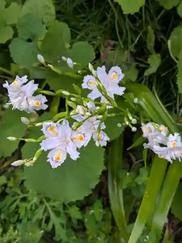 白山神社(東京都)