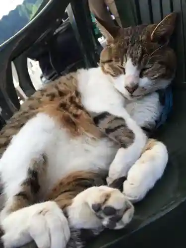 御誕生寺（猫寺）の動物