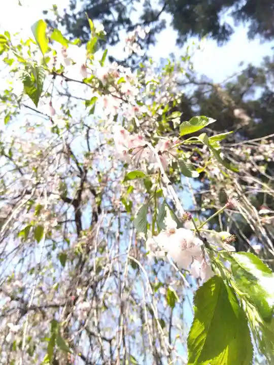 日吉神社の自然