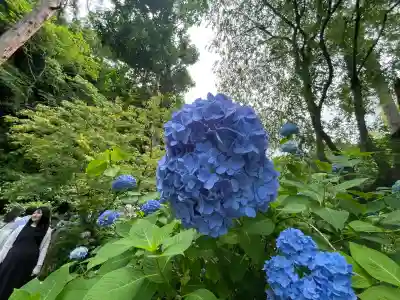 明月院(神奈川県)