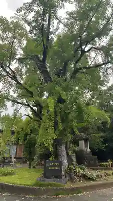 江浦八幡神社(福岡県)