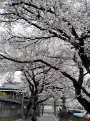 前玉神社の自然