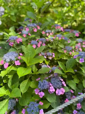 本土寺(千葉県)