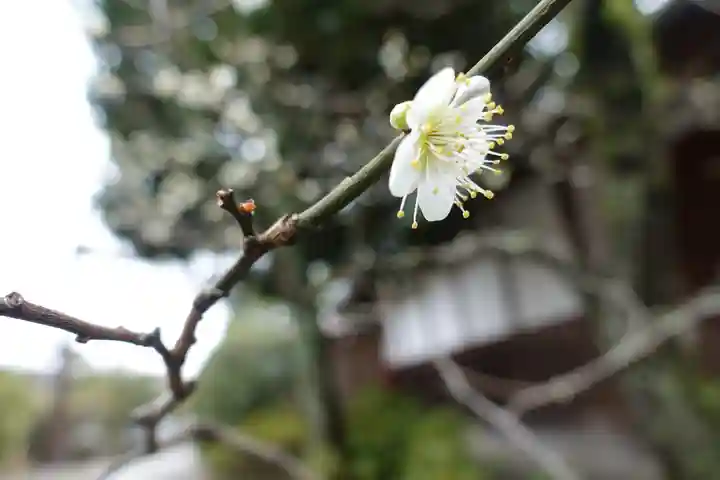 宇治上神社の自然