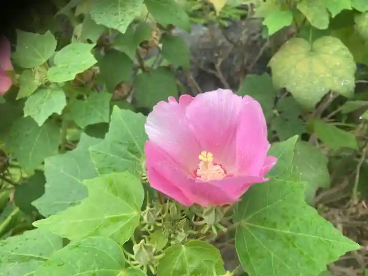 妙隆寺(神奈川県)