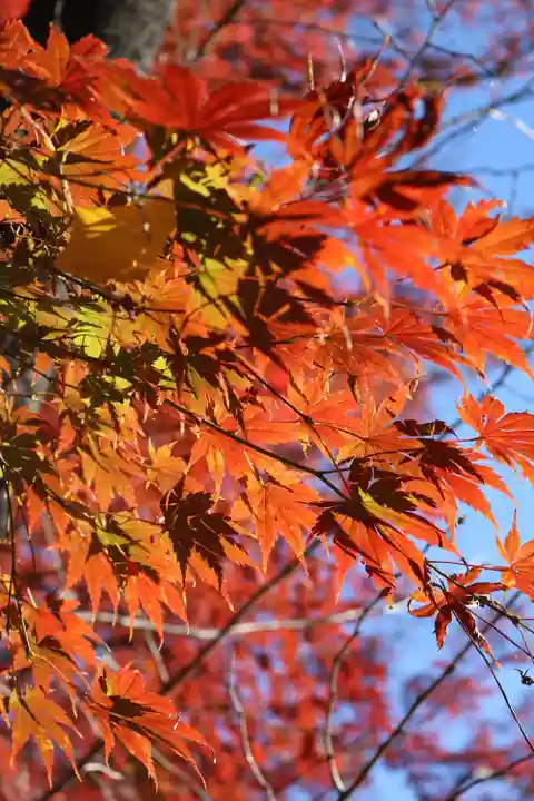 明王院(満願寺別院)の自然