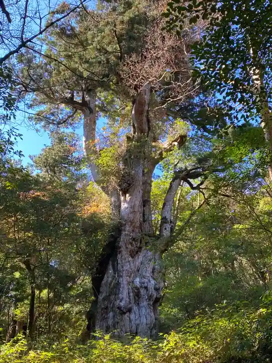 木魂神社(鹿児島県)