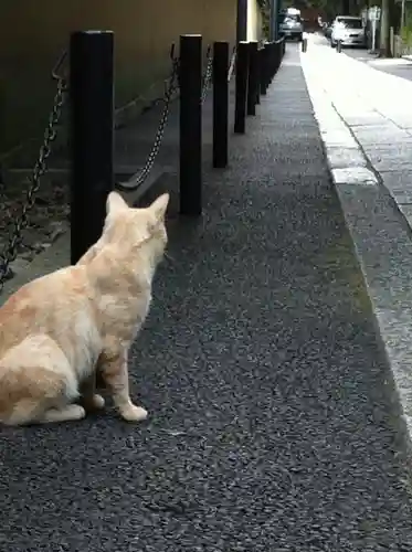 大徳寺の動物
