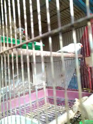 高知八幡宮(高知県)