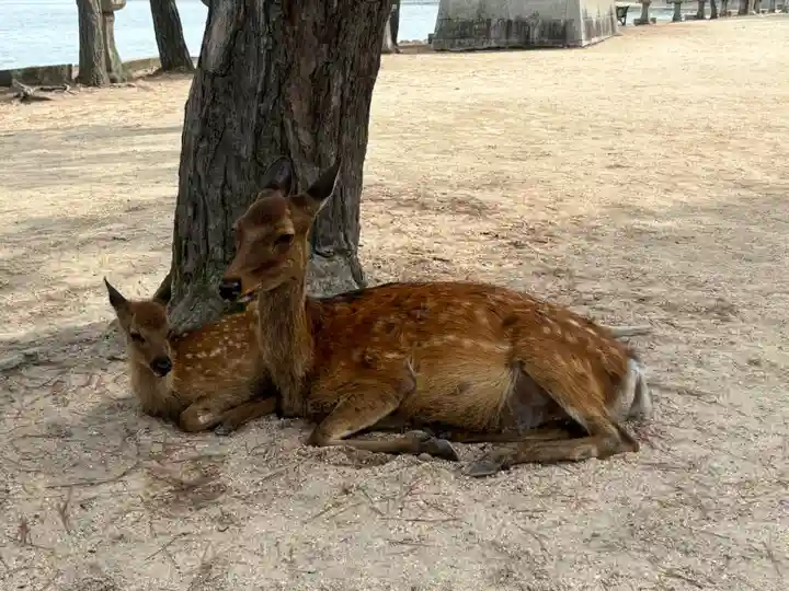 厳島神社(広島県)