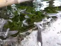八幡神社(福井県)