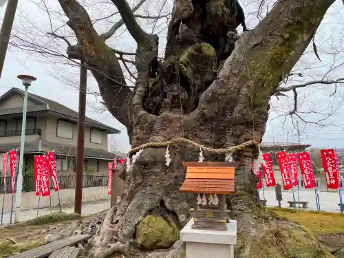 秩父今宮神社の自然