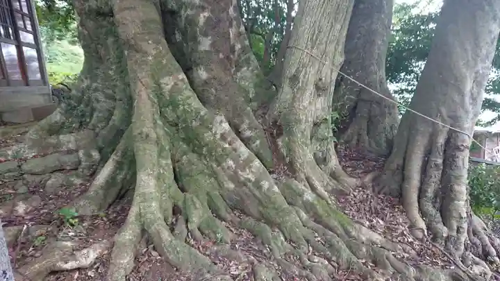 熊野神社(稲取)の自然