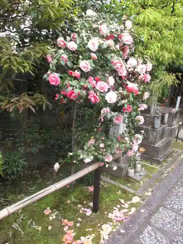 地蔵院（椿寺）の庭園