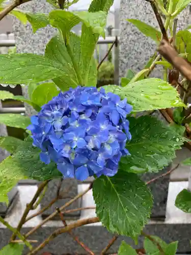 總社 和田八幡宮の自然