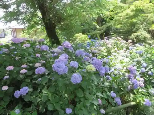 矢田寺(奈良県)