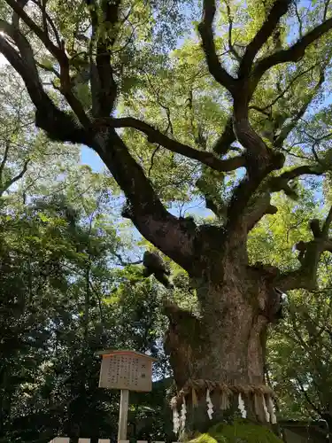 熱田神宮の自然