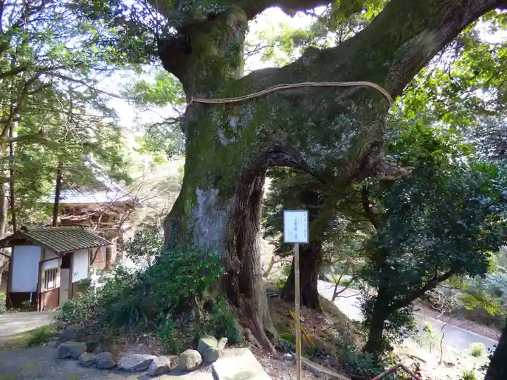 椎尾山薬王院の自然