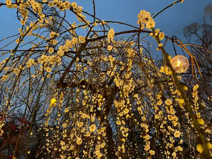 北野天満宮の自然