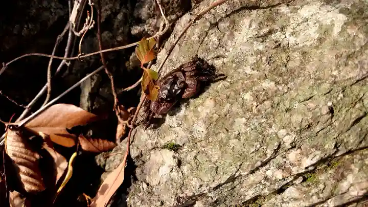 多岐神社(新潟県)
