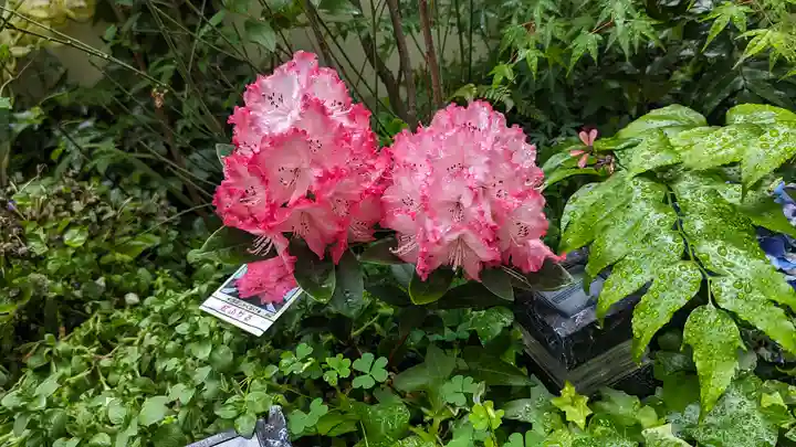 露天神社(お初天神)(大阪府)