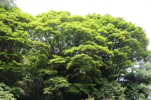 三春大神宮の自然