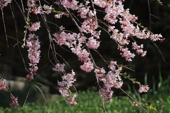 熊野神社の自然
