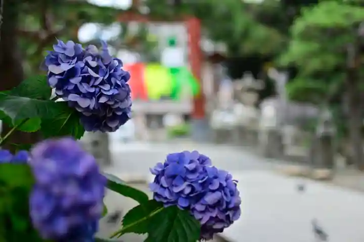 平塚八幡宮の自然