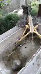 須賀神社の手水