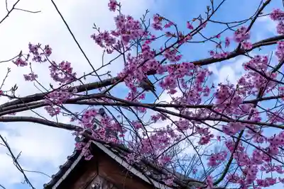 平野神社(京都府)