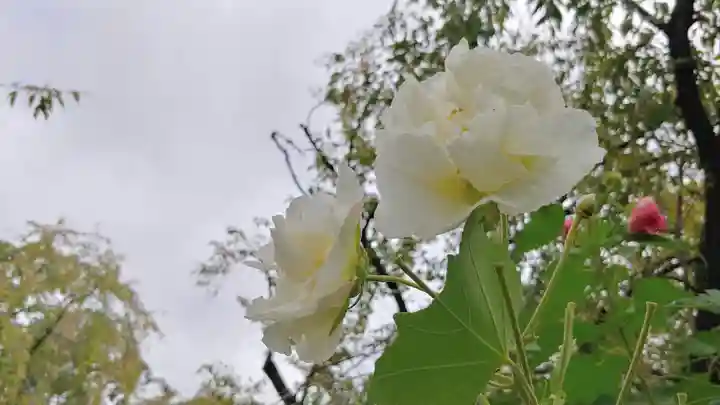 平野神社の自然