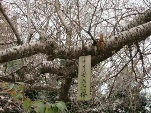 櫻木神社の自然