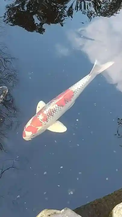 伊勢神宮内宮(皇大神宮)の動物