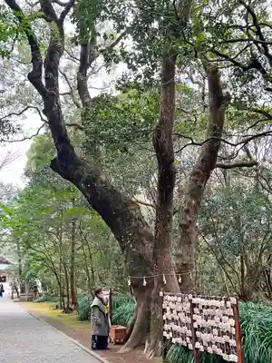 江田神社の自然