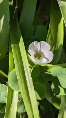 極楽寺(愛知県)