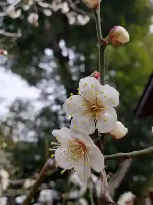 布多天神社(東京都)