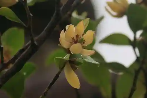 阿邪訶根神社の自然