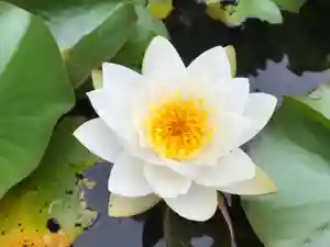 真言宗 善通寺派 薬王寺の自然(2022年06月17日(金) 19時57分19秒投稿)