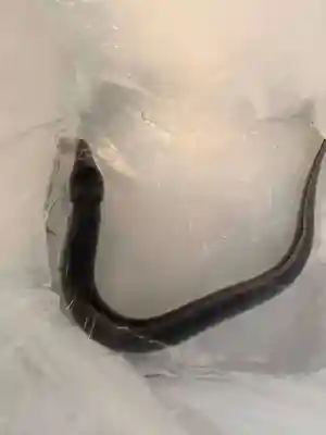 石内のお大師さん　金剛院(広島県)